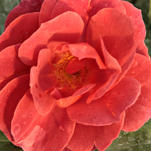 Web trgovina ruža - floribunda ruže - crvena  - Rosa  Wekpaltlez - diskretni miris ruže - Tom Carruth - -